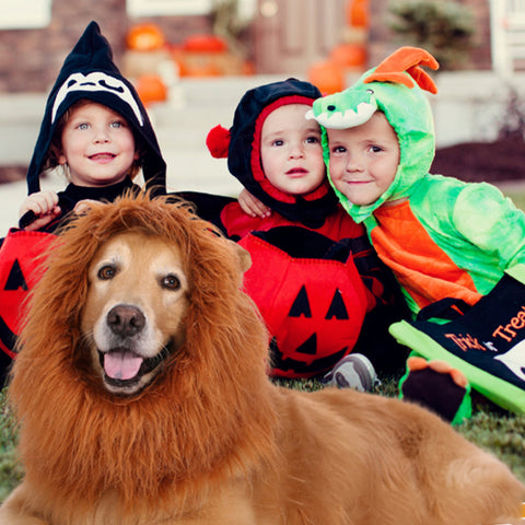 Lion Mane for Dogs