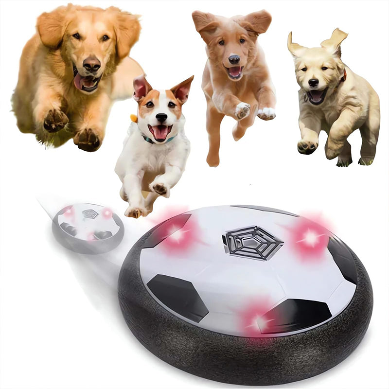 Electronic dog outlet ball